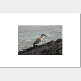 Black-crowned night heron of hawaii 7 Posters and Art